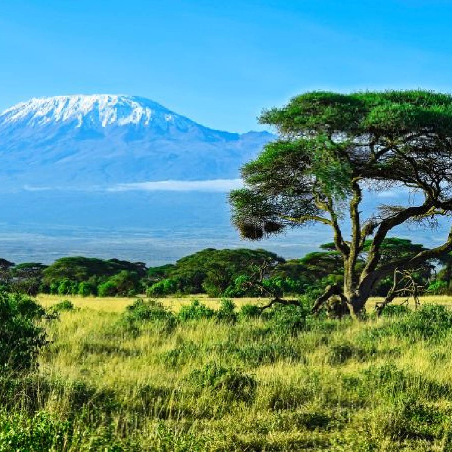 Jak zdobyć Kilimandżaro: Szczegółowy przewodnik po tym, jak wspiąć się na najwyższą górę Afryki